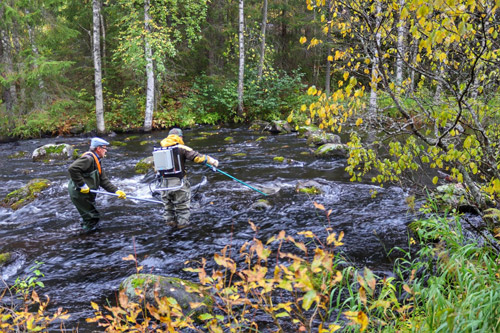 Sähkökalastusta Jysmäpurolla
