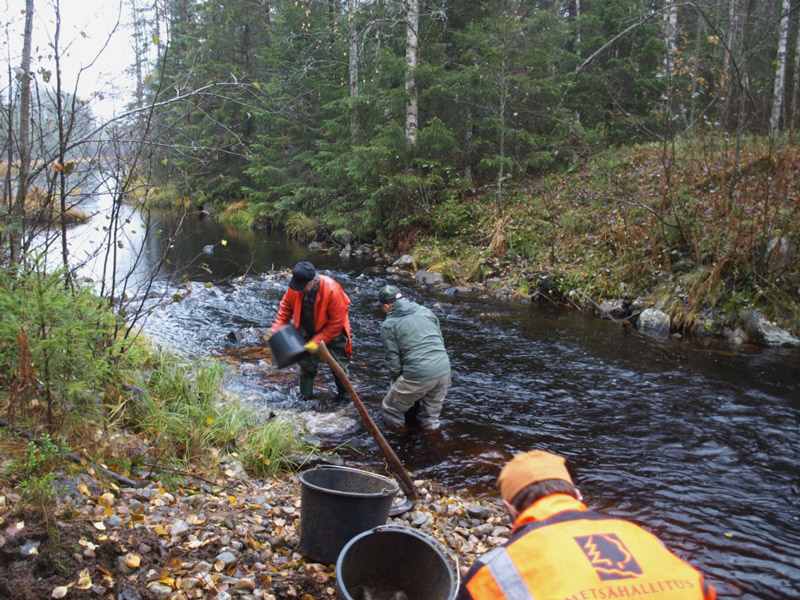 Jäseniä laittamassa istutuksia veteen