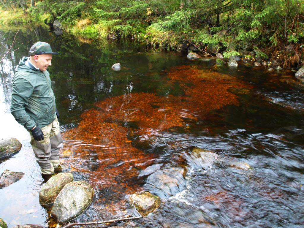 Jaakko seuraamassa istutuksia