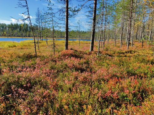 Soista aluetta joen rannalla