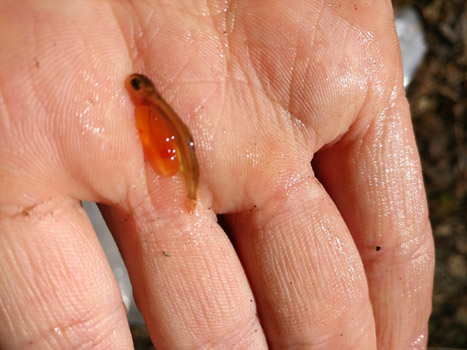 Vastakuoriutunut poikasistutus kädellä